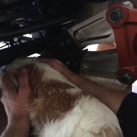 Jackson, a five-month-old Cavalier King Charles Spaniel, was rescued from an electric reclining chair using the 'jaws of life'.