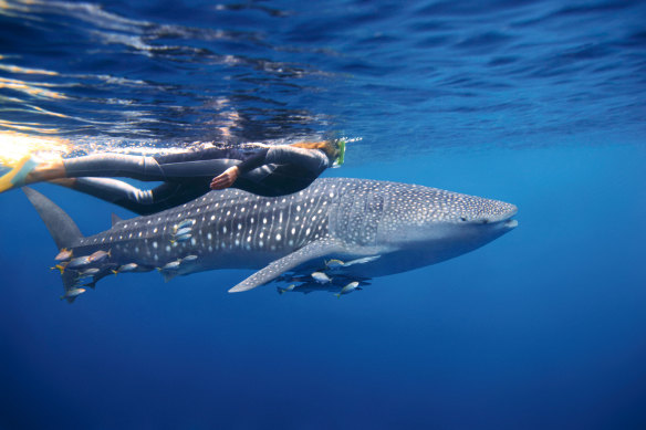 Ningaloo Reef