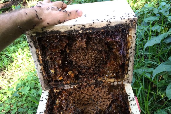 UQ researchers have identified the honey from native stingless bees contains a rare type of sugar which matches many of the health claims made about the honey.
