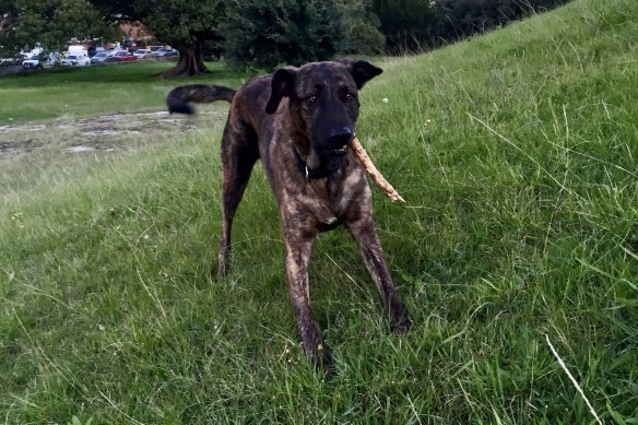 “That dog was born for stories,” says Zusak of Reuben.