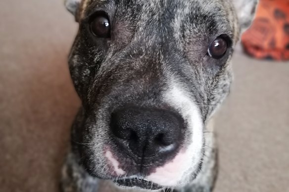 Do you believe in the Power of Dog?