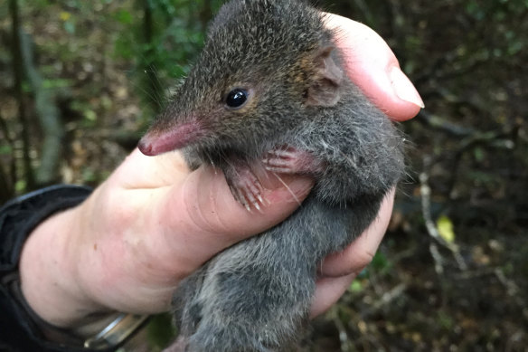 A male black-tailed dusky antechinus.