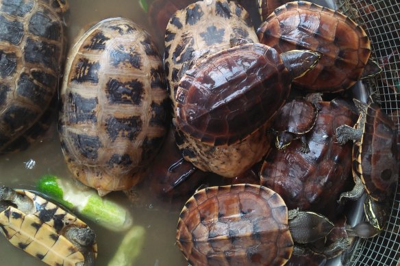 Wildlife on sale for human consumption at a wet market in Indonesia.