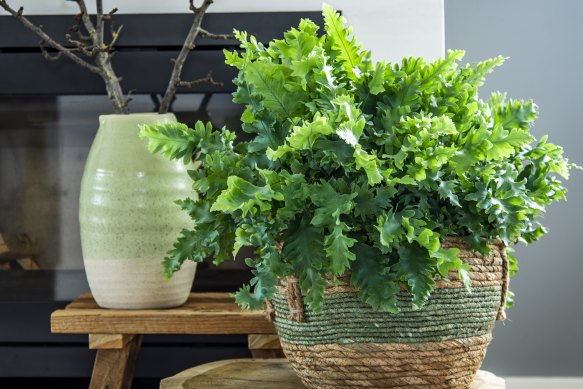 Phlebodium ‘Davana’ is the trendy new houseplant to try.