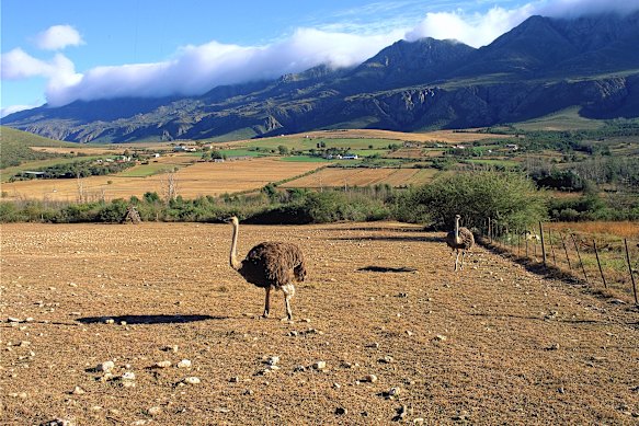 Ostrich farm near Oudtshoorn.