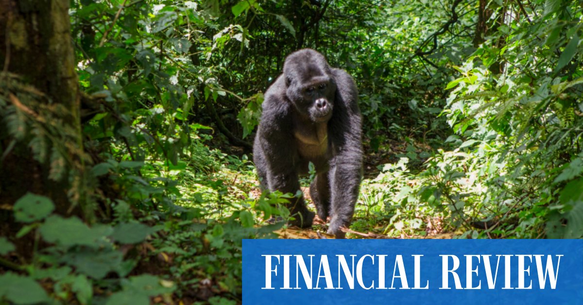 East Africa's Gorilla Highlands Experts offer a new paradigm for wildlife travel - Vimarsana News