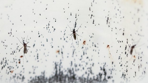 Mosquitoes lay eggs inside a lab in Colombia. Scientists are breeding the mosquitoes to carry a bacteria that interrupts the transmission of dengue.