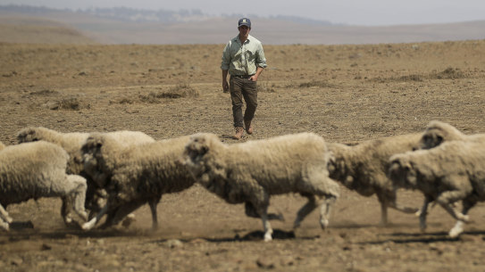 Dry and hot times: Sheep farmer Andrew Rolfe inspects his flock on his property near Cooma in southern NSW.