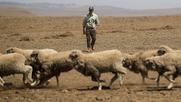 Dry and hot times: Sheep farmer Andrew Rolfe inspects his flock on his property near Cooma in southern NSW.