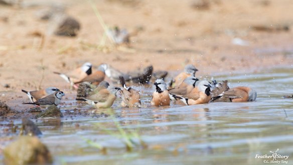 A flock of black-throated finches at Adani's Carmichael mine site in Queensland's Galilee Basin