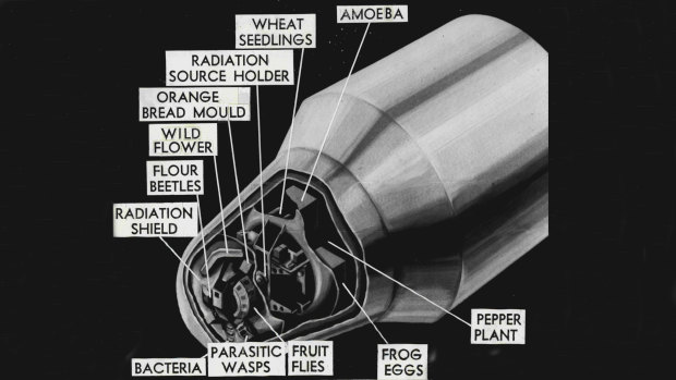 A drawing of America’s Biosatellite I, the spacecraft that crashed in the WA outback.