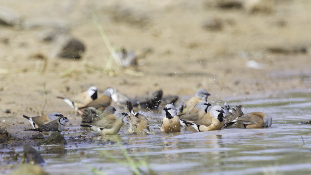 A flock of black-throated finches at Adani's Carmichael mine site in Queensland's Galilee Basin.