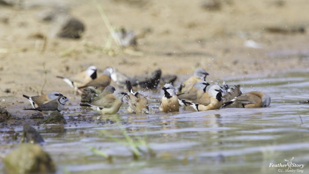 A flock of black-throated finches at Adani's Carmichael mine site in Queensland's Galilee Basin