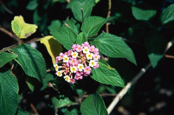 Lantana, a nationally recognised invasive weed, was originally brought from central America. Its first recording in Australia was in 1841 at the Adelaide Botanic Gardens.