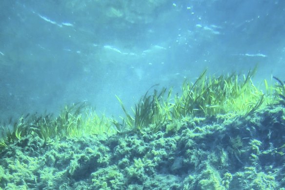 Seagrass in a Shark Bay meadow, showing the deep, carbon-rich soil beneath.