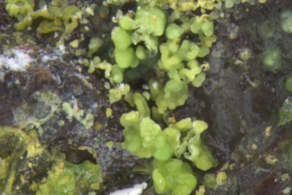 Muonionalustaite under the microscope