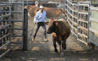 Cattle prices have reached levels industry veterans have dreamed possible.
. 