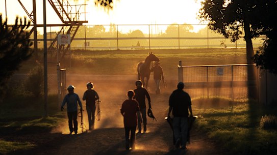 Horses returning to their stables after early morning trackwork at Caulfield.