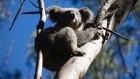 Labor is assessing 176,000 hectares of state forest for possible protection.
