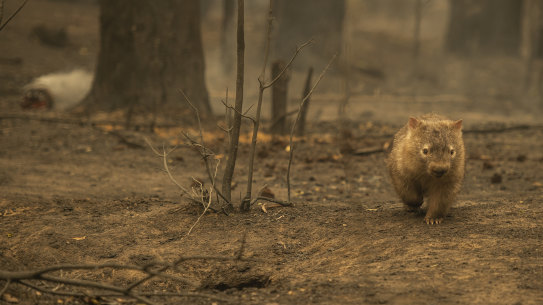 A wombat in the charred remains of a Kangaroo Valley bushfire.