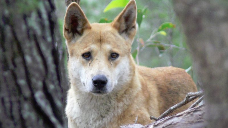 Brisbane City Council Registers Illegal Dingoes As Pets