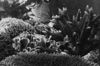 Coral on the Great Barrier Reef in 1981.