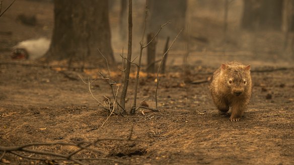 A wombat in the charred remains of a Kangaroo Valley bushfire.