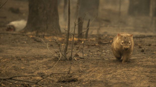 A wombat in the charred remains of a Kangaroo Valley bushfire.