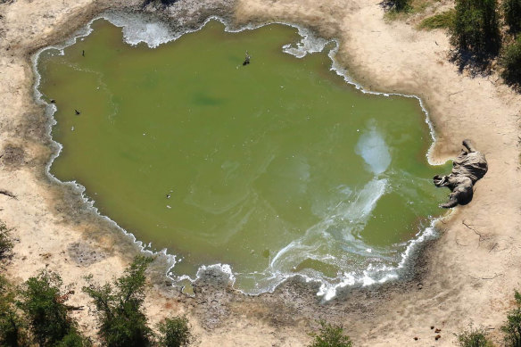 A dead elephant lies on the banks of a water source in the Okavango Delta in Botswana.