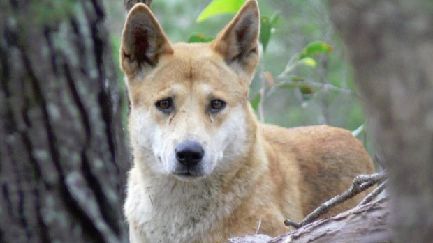 Brisbane City Council registers illegal dingoes as pets