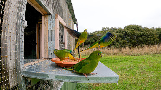 Orange-bellied parrots being released.