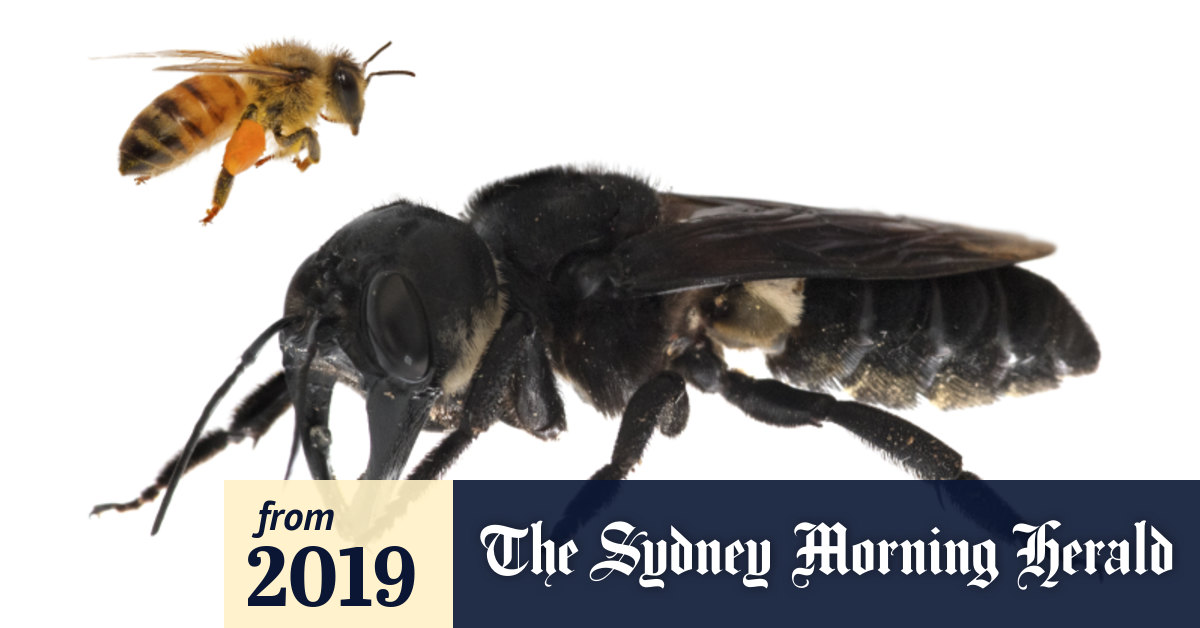 Scientists Re Find Thumb Sized Giant Bee Dubbed The Flying Bulldog