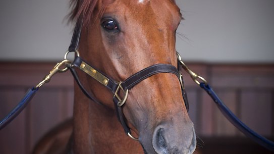 2019 Melbourne Cup day at Flemington Racecourse. Cup winner Vow And Declare. 5 November 2019. The Age News. Photo: Eddie Jim.