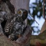 Hoo’s out there: Powerful owls hiding among Brisbane suburbs