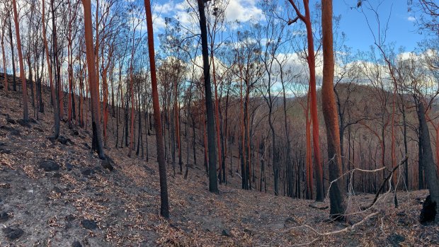 Rainforest decimated in Mt Barney National Park. 'It was like sticks out of dust,' said Innes Larkin.