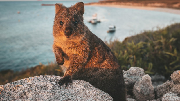 Rottnest Island's most famous resident – the quokka. Now, the island is being used to quarantine cruise ship passengers.