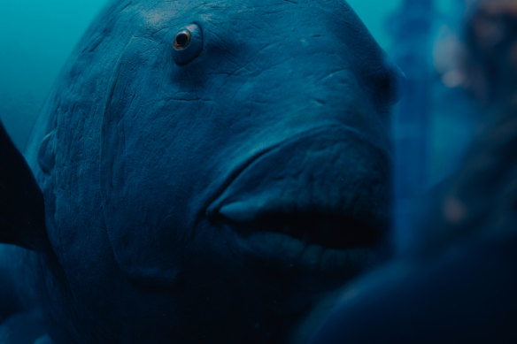 The blue groper at the heart of Blueback was created by Melbourne’s Creature Technology Company.