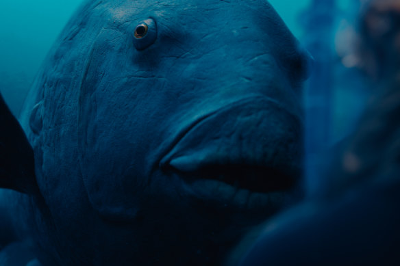 Film review: Blueback