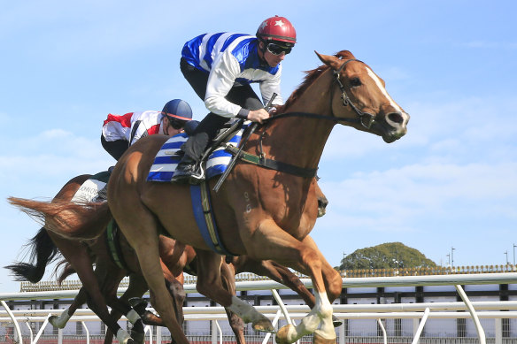 Chat is gets to his best trip of 1400m in the Carrington Stakes at Randwick on Saturday.