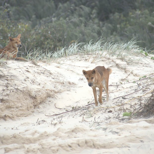 Dingoes are wild animals, comparable to wolves or coyotes. But which is harder to control, their behaviour or ours?
