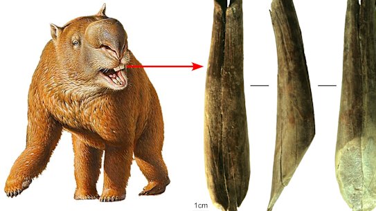 Dr Michelle Langley from Griffith University has discovered the true culprit who made marks on a Diprotodon tooth over 20,000 years ago.