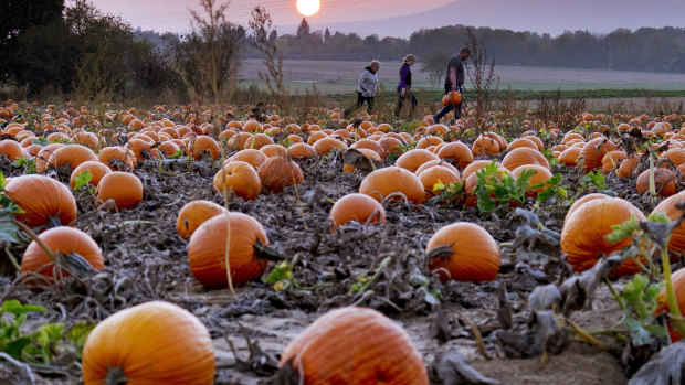 What Halloween is supposed to be about ... pumpkins.