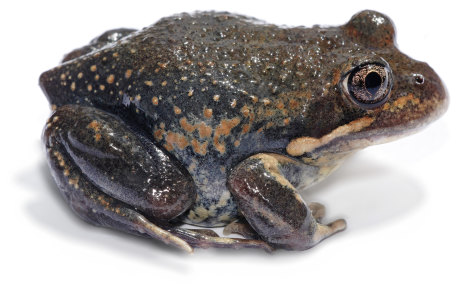 An eastern banjo frog, also known as a pobblebonk.