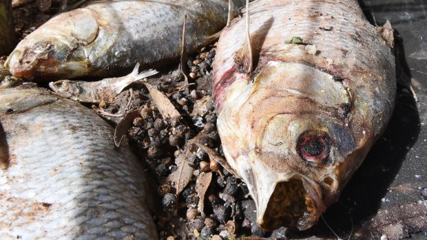 Days after a mass fish kill in the Darling River at Menindee, hundreds of carcasses remain, stinking and rotting.