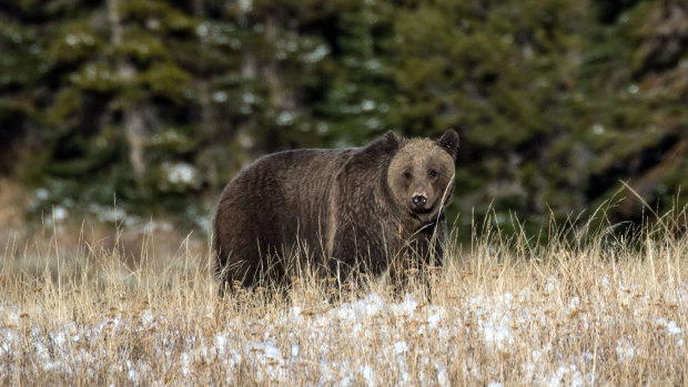 Climate change's effects in the park may bring species like the grizzly bear into closer contact with human habitats.