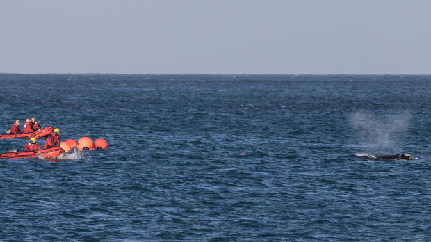 'Tangles' the whale near Portland on August 11.