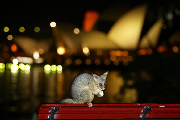 Possums are often treated as rodents in Sydney, including by me.