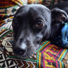 Dolce & Gabbana has a $165 perfume for dogs, and vets aren’t happy