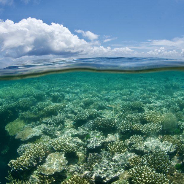 The prognosis for the Great Barrier Reef is grim.