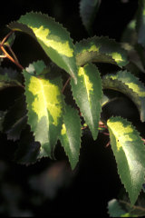 Brighten up dull spots with variegated plants.